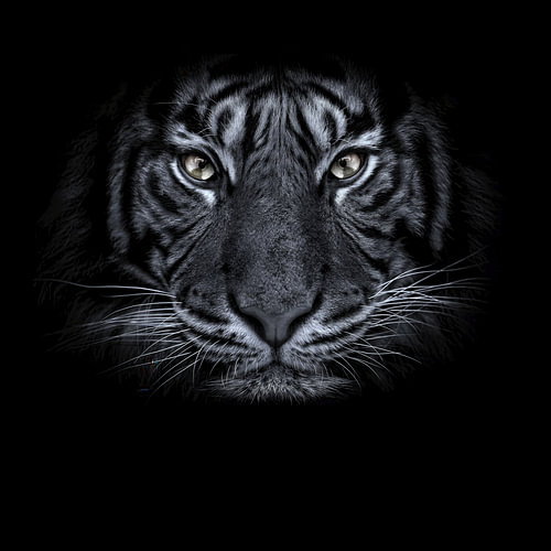 BIG Cat