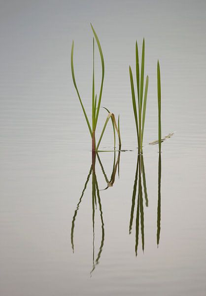 Rust van Frank Smedts