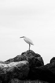 Egret in Silence by Jarne van Laar