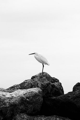 Zilverreiger in Stilte