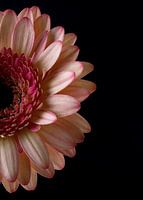 Gerbera op zwart