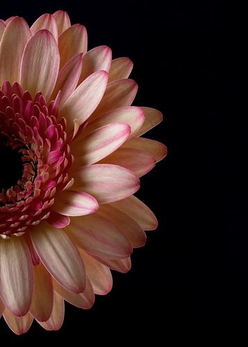 Gerbera auf Schwarz