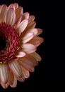 Gerbera op zwart van Carine Belzon thumbnail