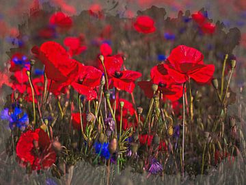 Coquelicots sur Rob Boon