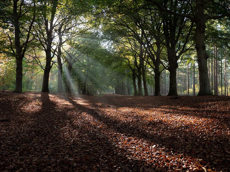 Path through avenue of trees in autumn with beautiful colors by Robin Jongerden