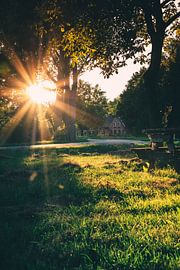Warm evening sun shining through the trees by Henri van den Berg