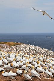 A colony of jan van gent by Claude Laprise