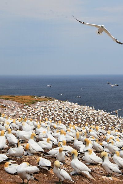 Eine Kolonie von jan van gent von Claude Laprise