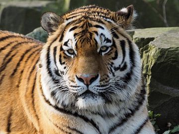 Tigre de l'Amour ou Tigre de Sibérie : Ouwehands DIerenpark sur Loek Lobel