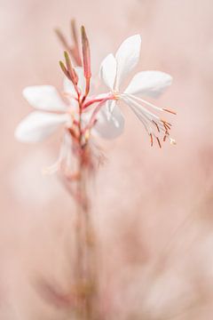 Breekbare zachte witte bloemblaadjes met zachtroze achtergrond van Dafne Vos