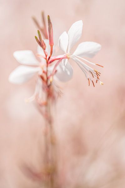 Fragiles pétales blancs doux sur fond rose tendre par Dafne Vos