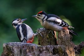 Great spotted woodpecker, female with young. by Gerard Vegt