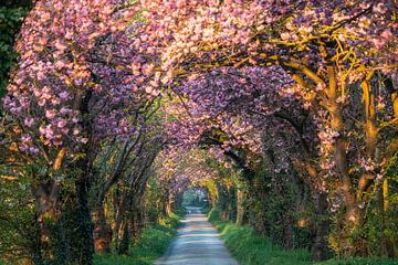 Pink road 1 by Bart Ceuppens