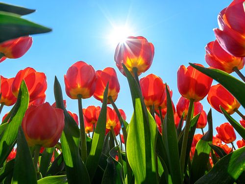 Tulpenveld in de zon