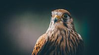 Falcon