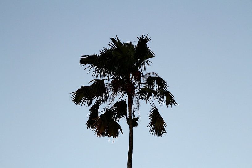 Palmboom in Indonesië. van Erik Juffermans