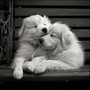Sleeping Pyrenean Cuddle puppies by Karina Brouwer thumbnail
