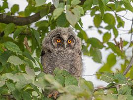 Young tawny owl hiding in a tree by Aandenken in Beeld