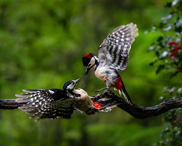 Quarrel van John Goossens Photography