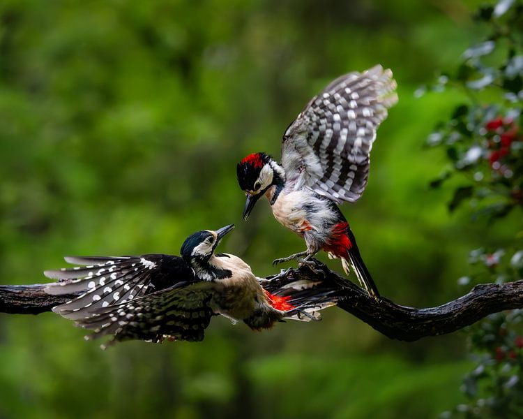 Quarrel van John Goossens Photography
