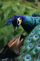 Proud as a peacock