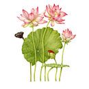 Lotusbloem, Nelumbo nucifera, aquarel van Ria Trompert- Nauta thumbnail