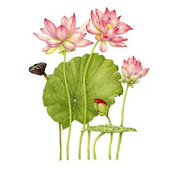 Botanischer illustration, aquarel einer Nelumbo nucifera, Lotusblume von Ria Trompert- Nauta