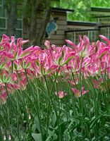 Tulipes