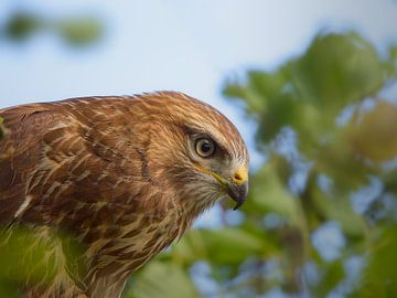 Buzzard, close-up portrait 2