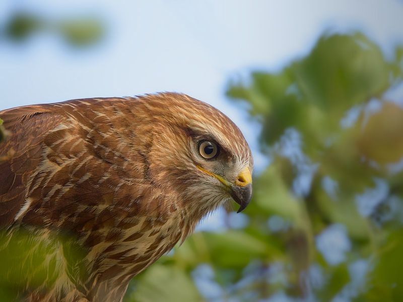 Buzzard, close-up portrait 2 by BHotography