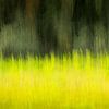 Schilderachtig gras van KC Photography