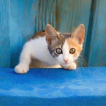 Cute kitten with beautiful eyes by Katho Menden