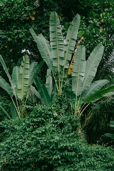 Junglegroen: exotische plantendiversiteit in Azië van NZME Photography