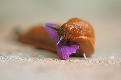 La limace en détail sur Time_Pictures