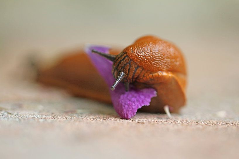 Slug in detail by Time_Pictures