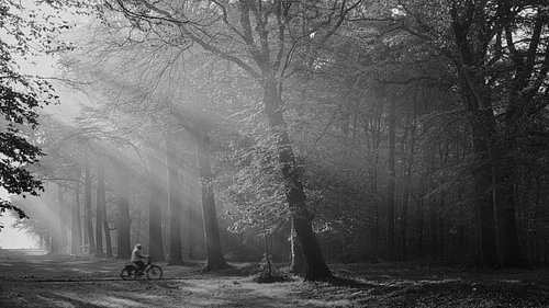 cyclist in the light in the Heilooërbos