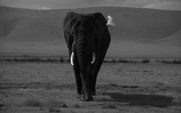 AFRICAN ELEPHANT van Irene Jacoba