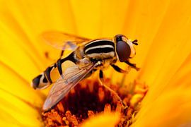 Hoverfly sur une fleur jaune sur Evelyne Renske