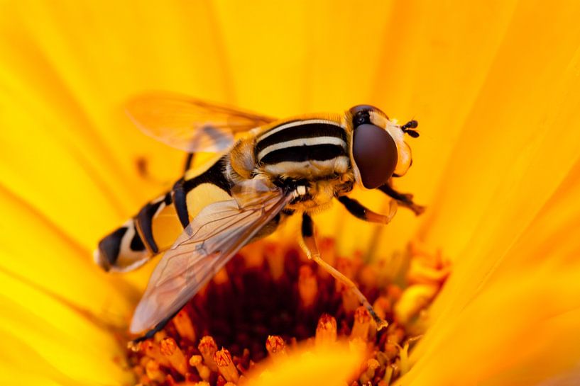 Schwebfliege auf einer gelben Blume von Evelyne Renske