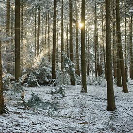 Sonnenstrahlen in der Kälte von Jelle Dekker