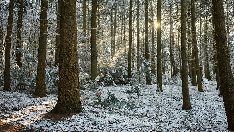 Sunbeams in the cold by Jelle Dekker