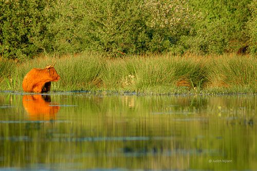 Scottish Highlander in the water