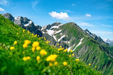Les fleurs de troll dans les Alpes d'Allgäu sur Leo Schindzielorz