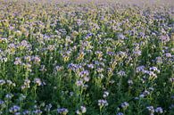 Viooltjes phacelia, phacelia, bijenvriend, tufted beauty van Karina Gebert thumbnail
