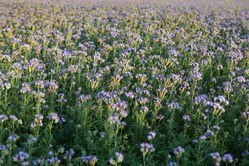 Viooltjes phacelia, phacelia, bijenvriend, tufted beauty van Karina Gebert