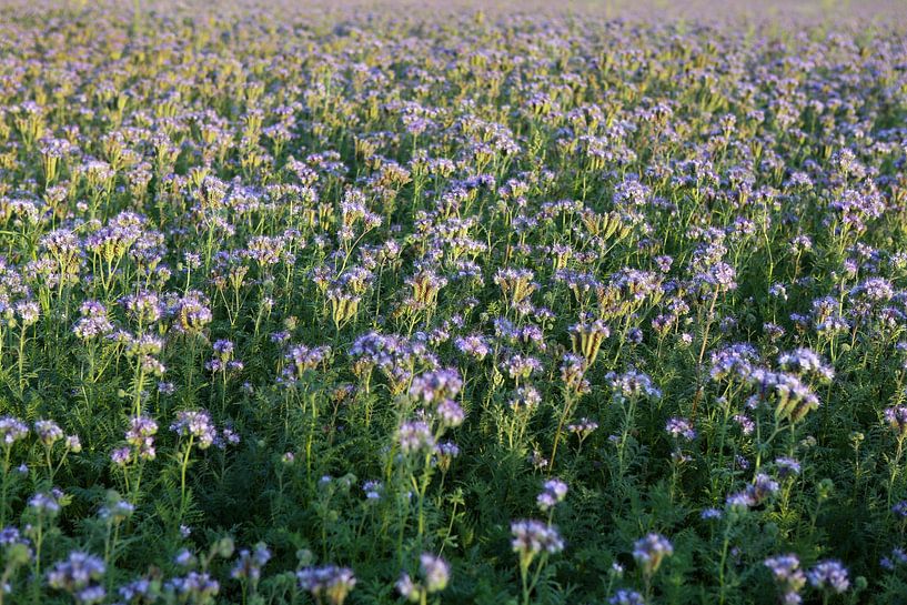 Viooltjes phacelia, phacelia, bijenvriend, tufted beauty van Karina Gebert