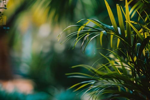 Natuurlijke groene bladeren in zachte focus