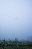 Lonesome flight to nowhere
