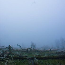 Lonesome flight to nowhere sur Jorike Wollrabe