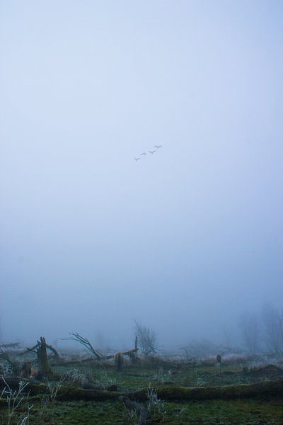 Lonesome flight to nowhere by Jorike Wollrabe
